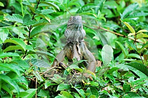 Green iguana in a tree - large species of lizard - central America Ã¢â¬â Costa Rica